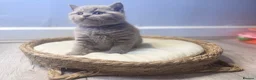 British Shorthair cats for sale: ALL RESERVED- 100% Pedigree GCCF BSH Kitten 🐾  - Advert 2