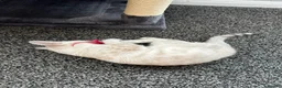 Bengal cats for sale: Snow Bengal with accessories  - Advert 4