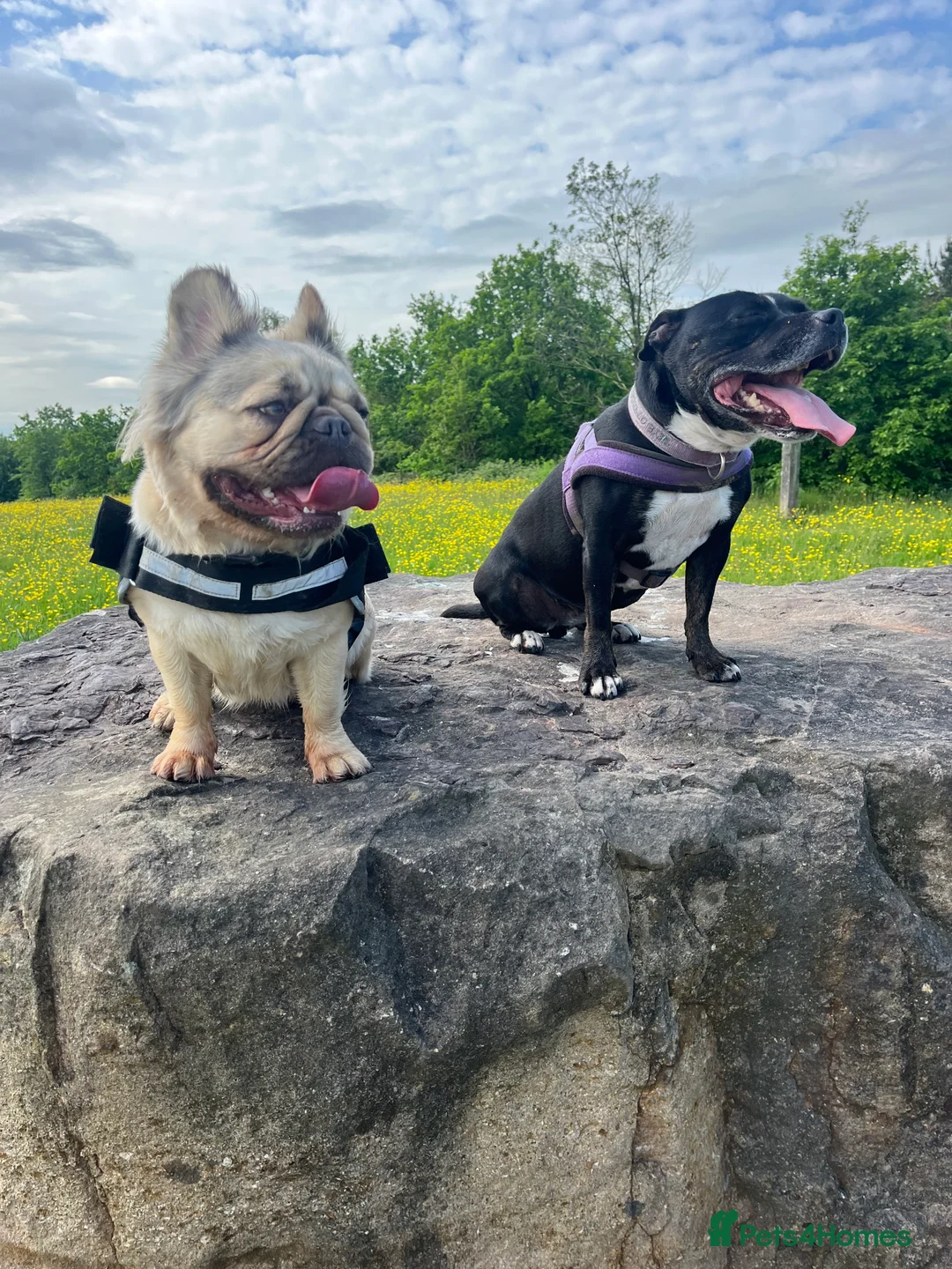 Gallery Image {{count}}