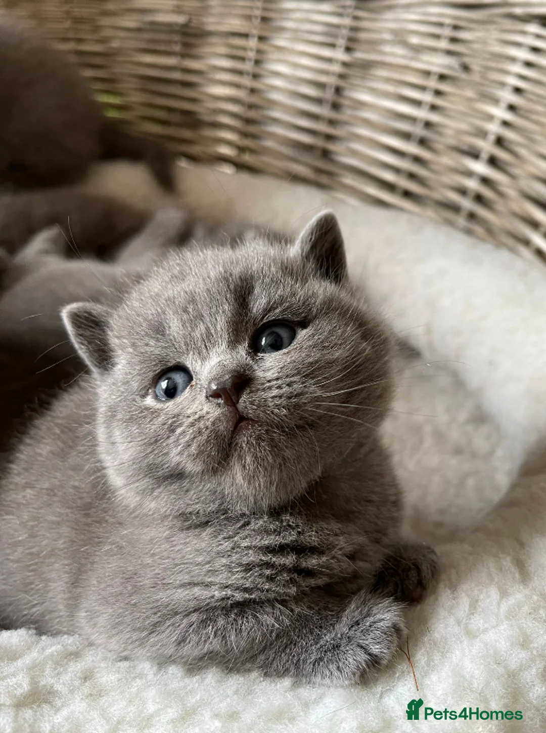 British Shorthair cats for stud: 💙 BEAUTIFUL BLUE STUDS EAST MIDS TICA GCCF 💙 in Derby - Advert 6