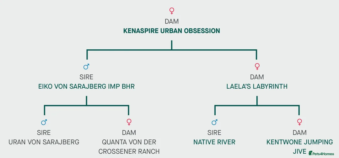 Rottweiler dogs for sale: SPECIALOFFER £1,500 for today ONLY  - Advert 32