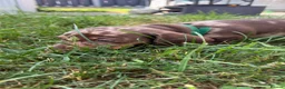 Miniature Dachshund dogs for sale: 2 BEAUTIFUL BOYS READY! - Advert 13
