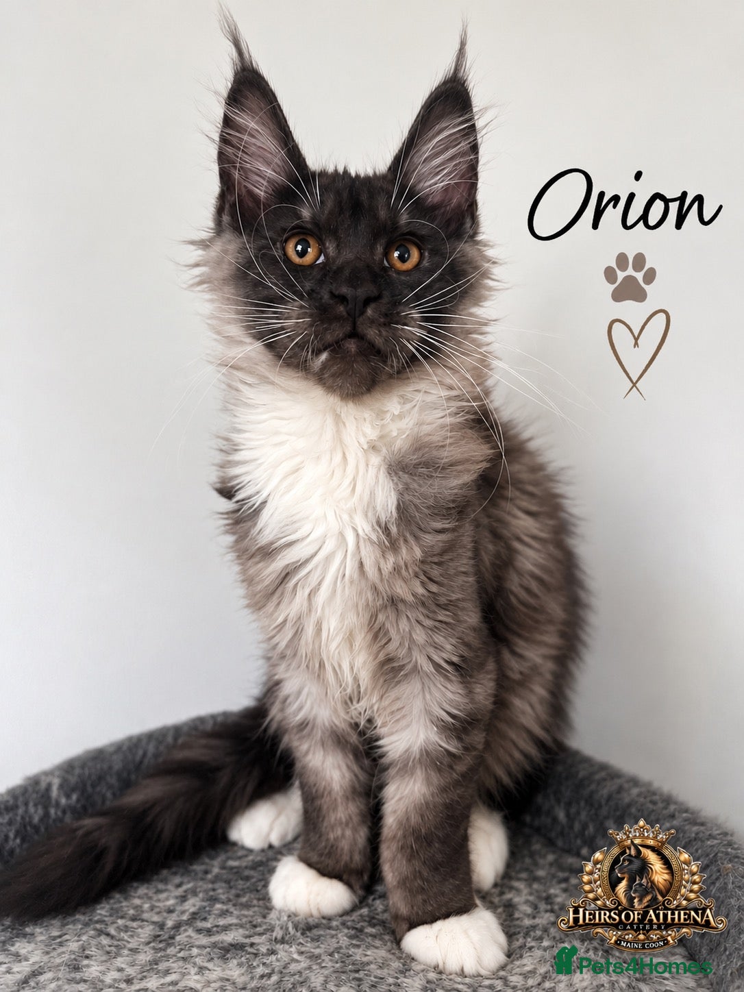 Maine Coon cats 🐾 Maine Coon Kittens TICA Registered 🐾 - Advert 1