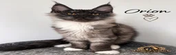 Maine Coon cats for sale: 🐾 Maine Coon Kittens TICA Registered 🐾 - Advert 1