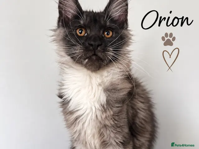 Maine Coon cats 🐾 Maine Coon Kittens TICA Registered 🐾 - Advert 1