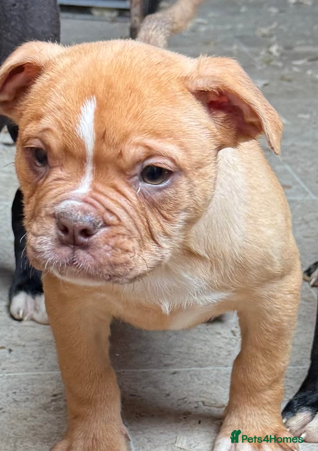 Alapaha Blue Blood Bulldog dogs for sale: ALAPAHA BLUE BLOOD BULLDOGS  - Image 19