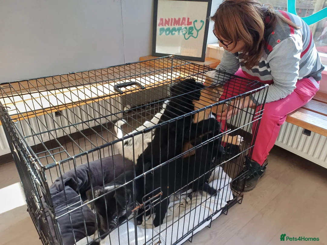 Mixed Breed dogs for adoption: 🐾💛POPPY – The Little Lady with the Big Heart💛🐾 - Advert 2