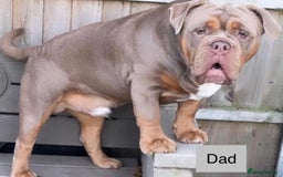 Old Tyme Bulldog dogs for sale: beautiful olde tyme bulldog puppies  - Advert 10