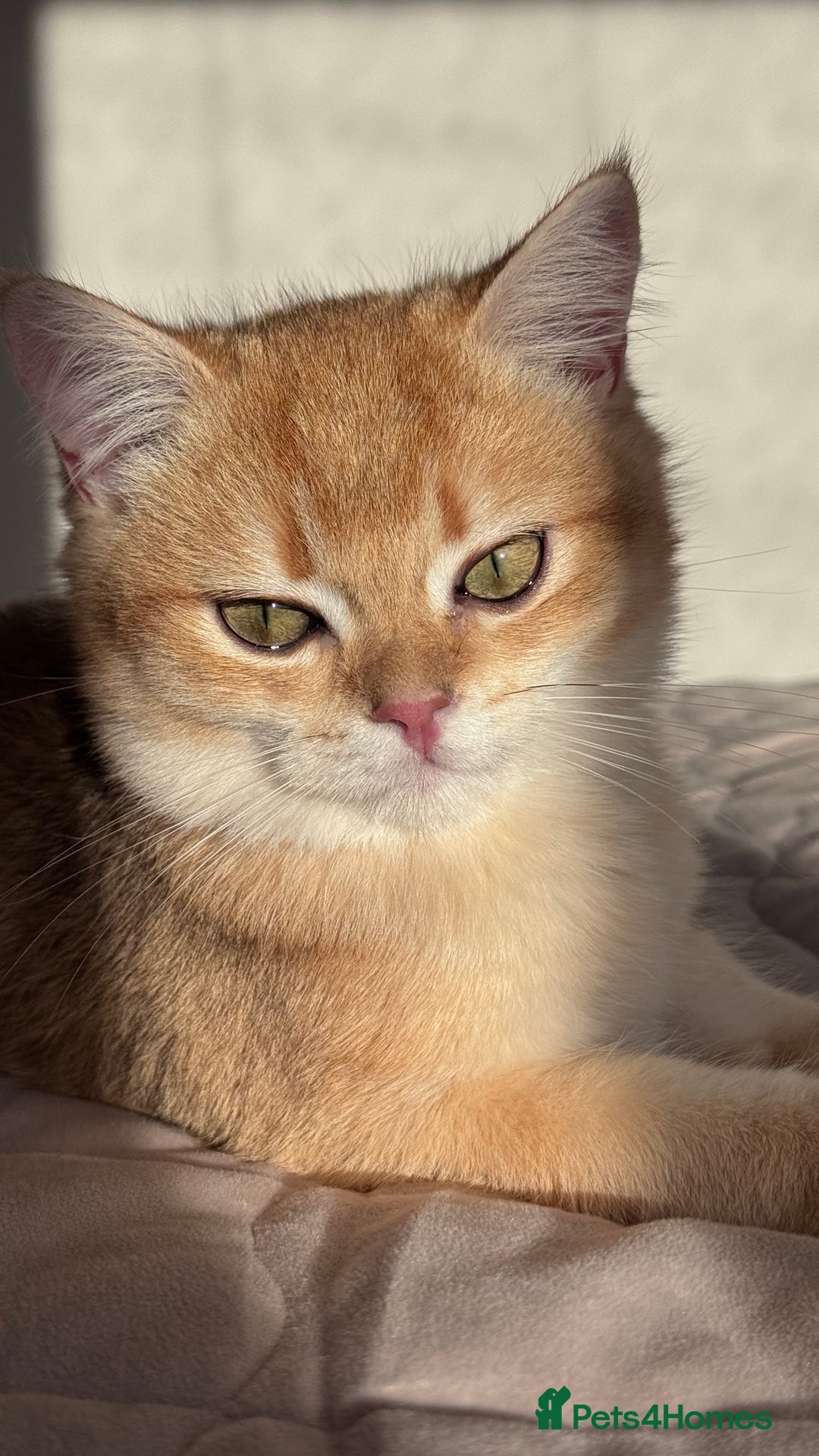 British Shorthair cats for sale: GCCF BSH ONE BOY READY TO GO GOLDEN BLACK TIPPED  - Advert 3