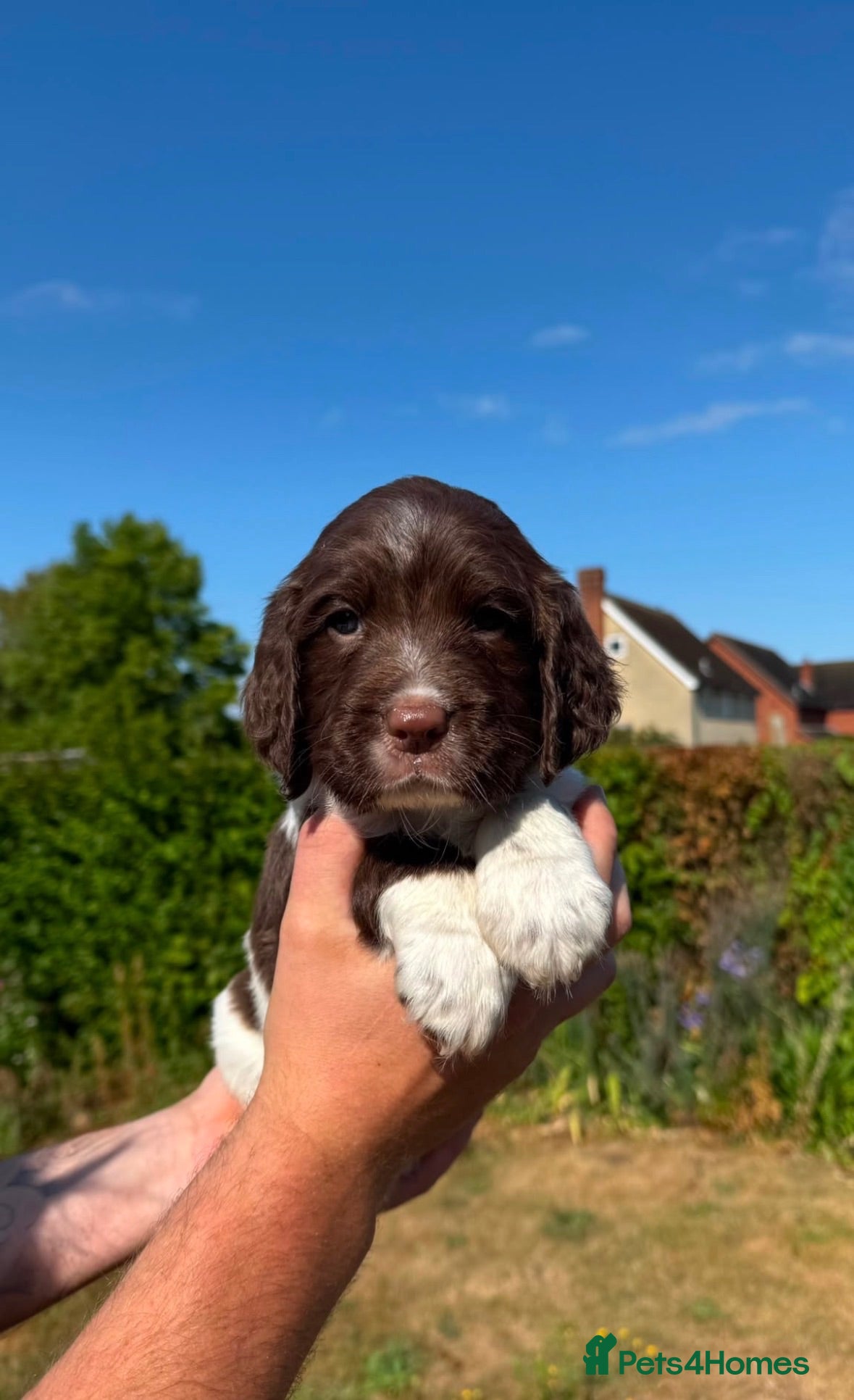 English Springer Spaniel dogs Beautiful English springer Spaniels  - Advert 2