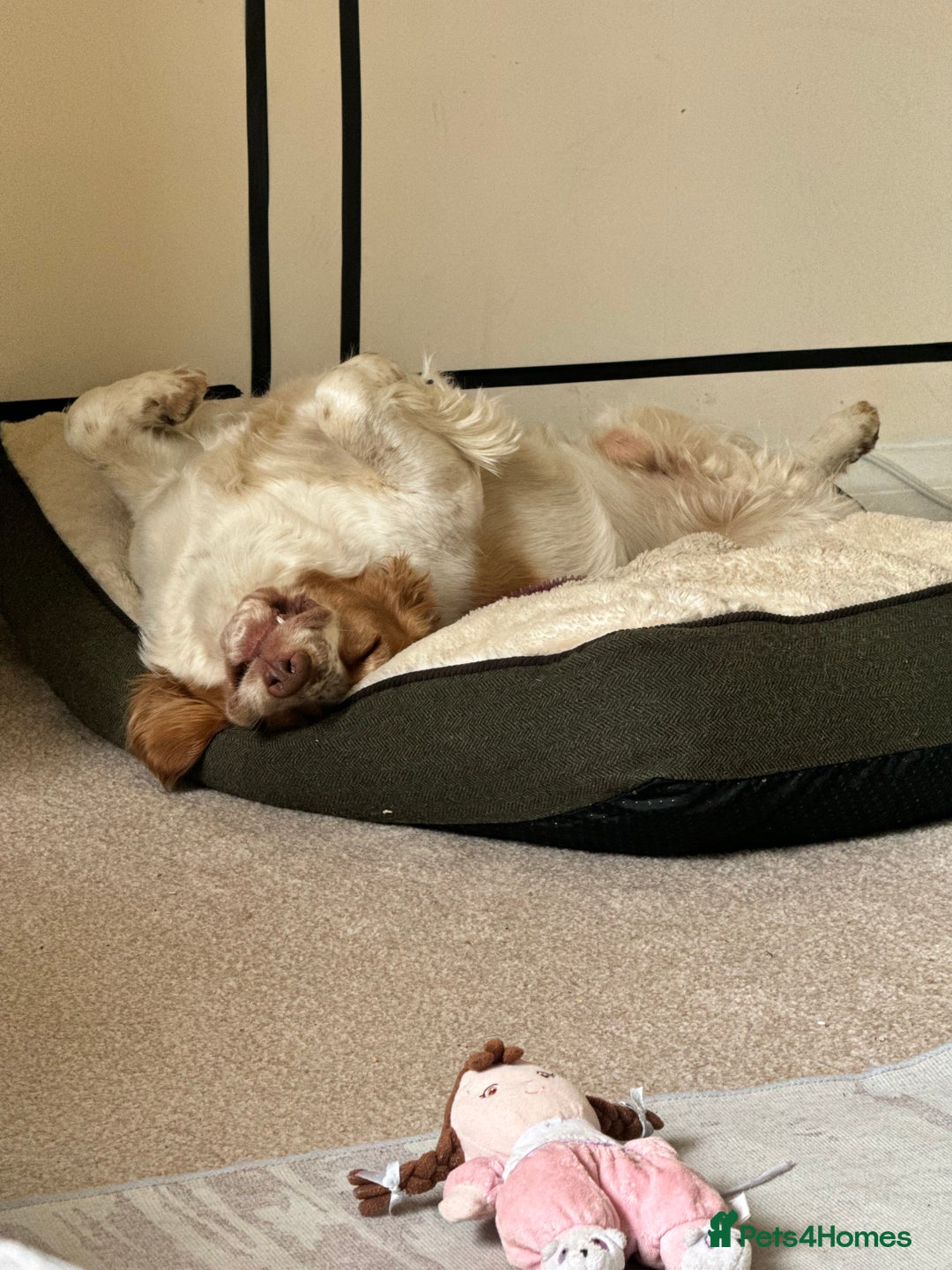 Cocker Spaniel dogs for stud: Playful Working cocker spaniel stud - Advert 5