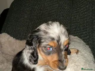 Miniature Dachshund dogs Longhairded dapple mini dachshunds - Advert 15