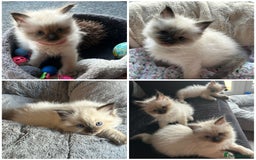 Ragdoll cats for sale: 💙 RAGDOLLS Ready 13th August Seal Pointed Kittens - Image 1