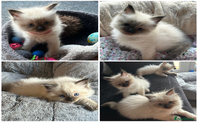 Ragdoll cats - Advert 14