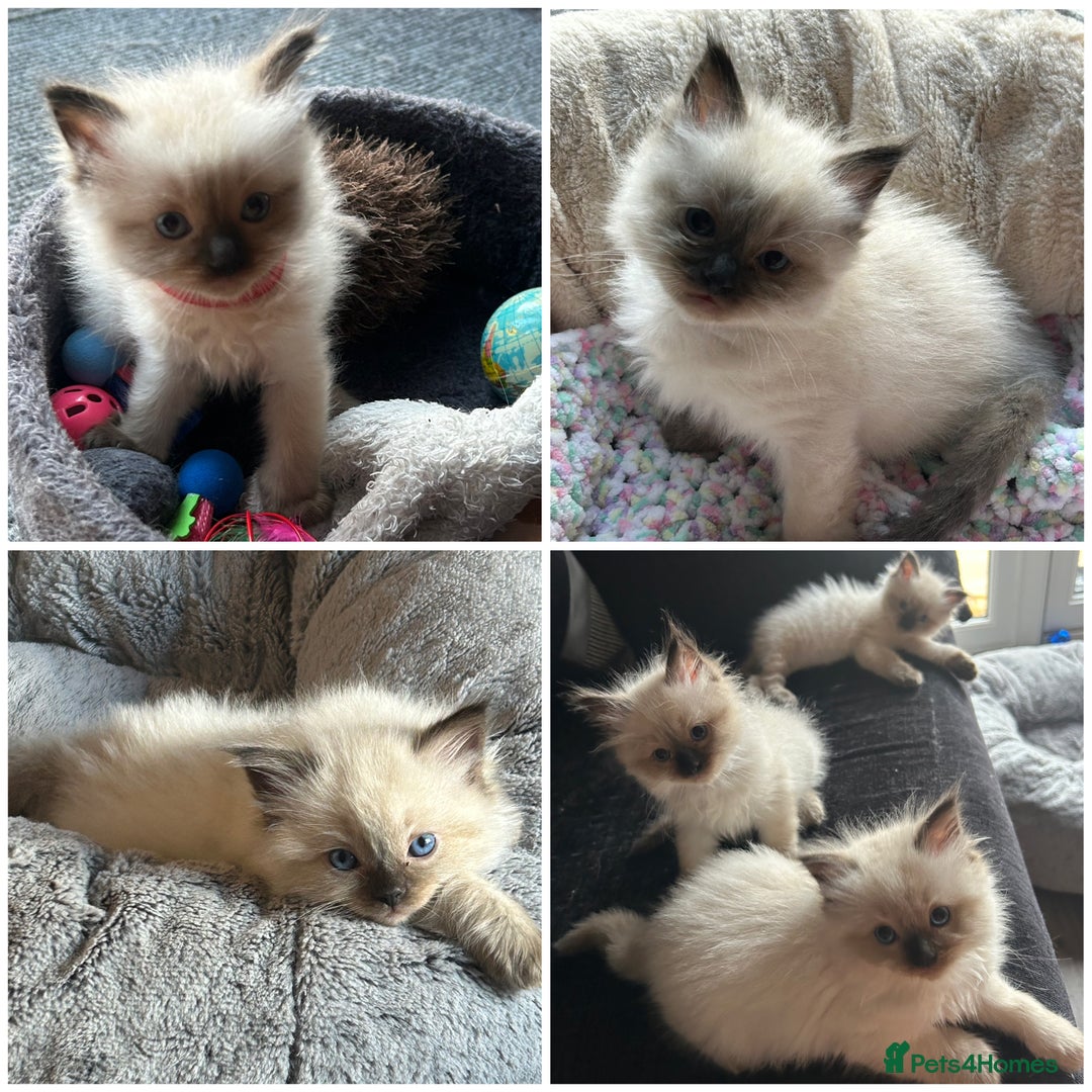 Ragdoll cats for sale: 💙 RAGDOLLS Ready 13th August Seal Pointed Kittens - Image 1