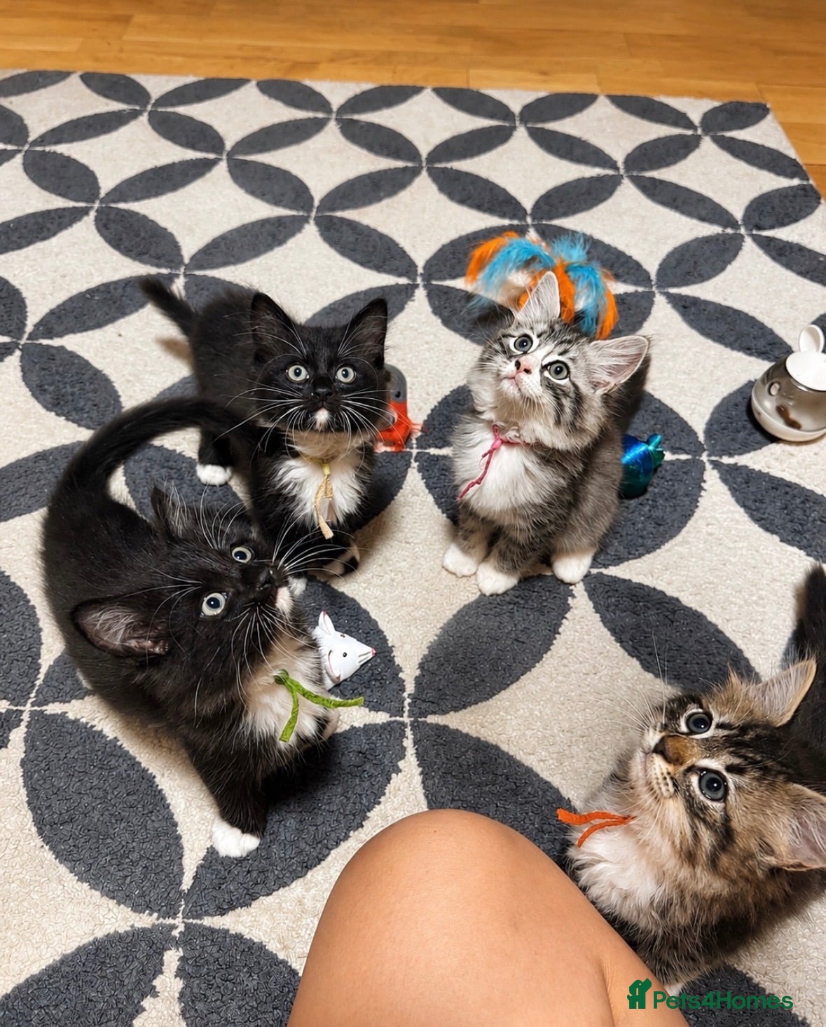 Ragcoon cats Ragcoon kittens 🐾 The Chocolate Litter - Advert 2