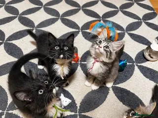 Ragcoon cats Ragcoon kittens 🐾 The Chocolate Litter - Advert 2