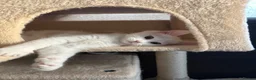 Mixed Breed cats for sale: Brother and sister - possible Turkish Angora.  in Boston - Advert 6