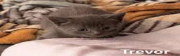 Mixed Breed cats for sale: 2 Affectionate British Shorthair Cross Kittens - Advert 20
