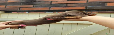 Dachshund 2