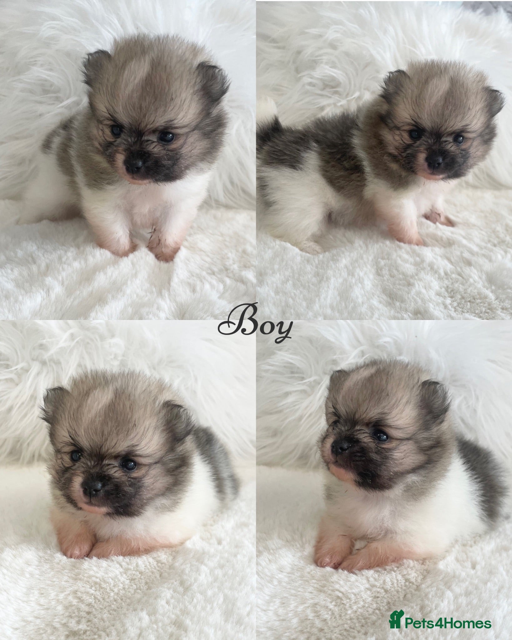 Pomeranian dogs Outstanding KC Tiny baby Poms puppies  - Advert 6