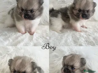 Pomeranian dogs Outstanding KC Tiny baby Poms puppies - Advert 6