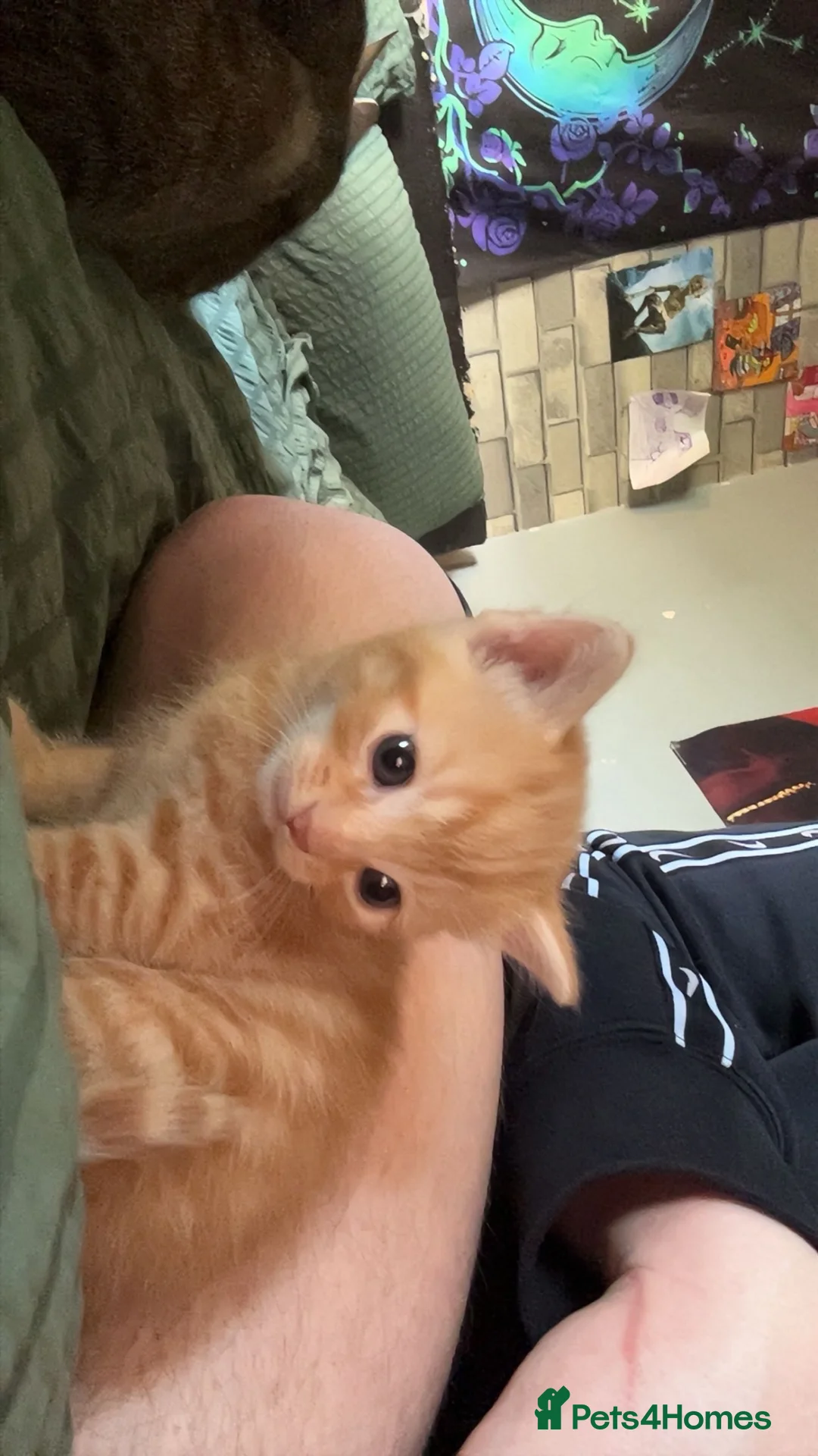 Mixed Breed cats for sale: Ginger kitten - Advert 2