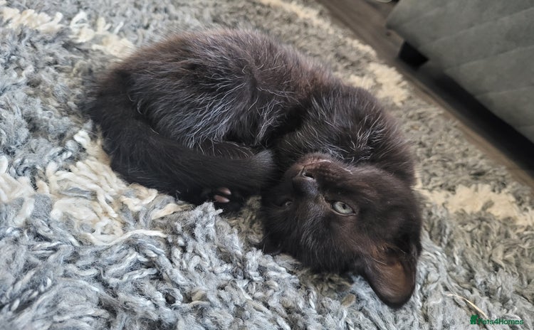 Mixed Breed cats - Advert 1