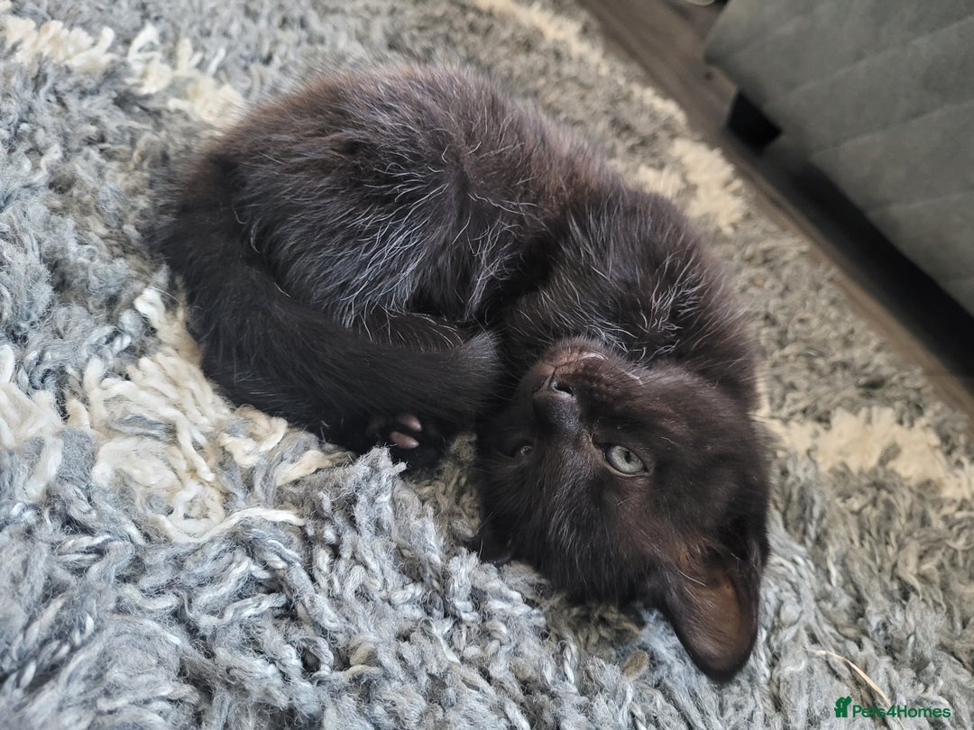 Mixed Breed cats for sale: Four Beautiful male kittens  - Image 1