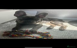 French Bulldog dogs for sale: French Bulldog - Image 2