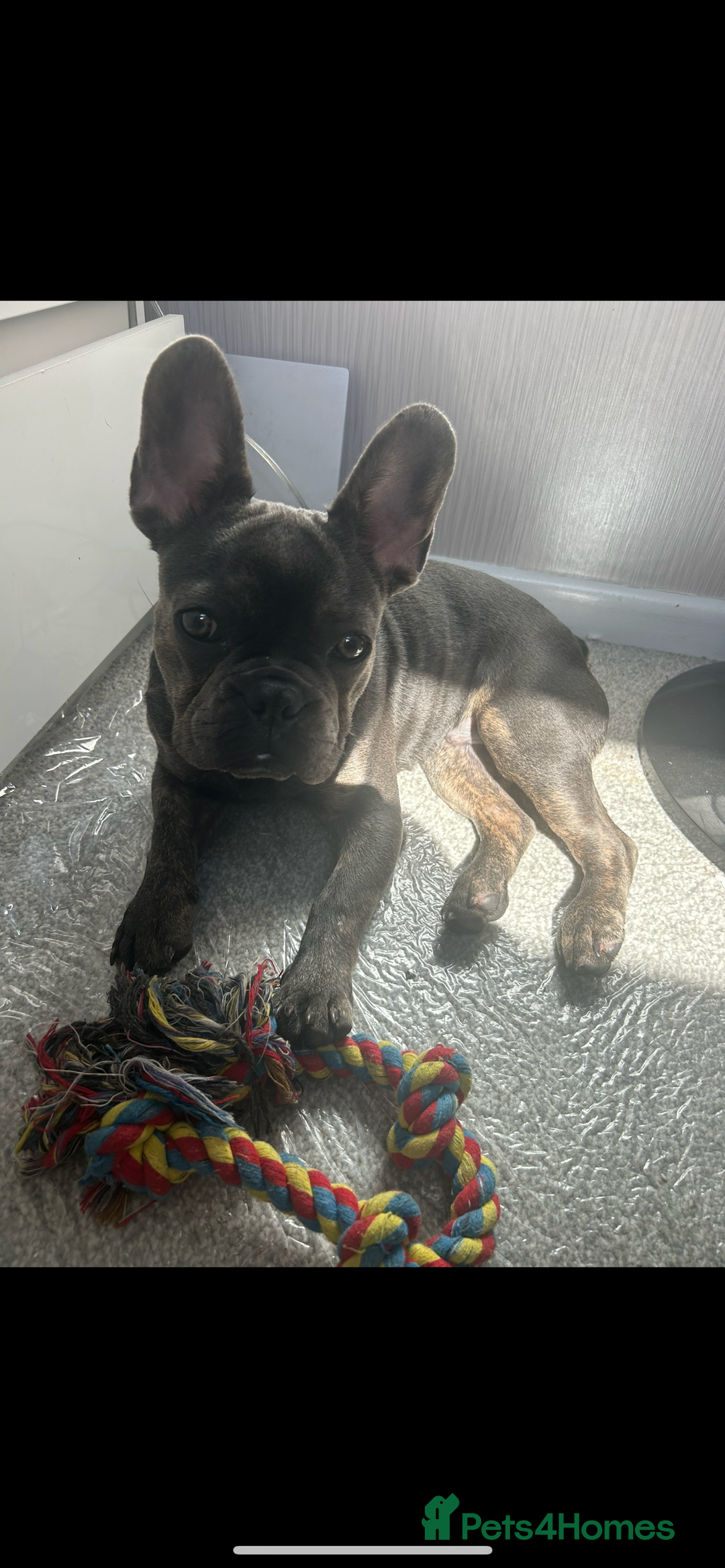 French Bulldog dogs for sale: French Bulldog - Image 2