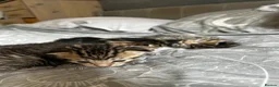 Mixed Breed cats for sale: Tabby kittens for sale in Bedford - Advert 9