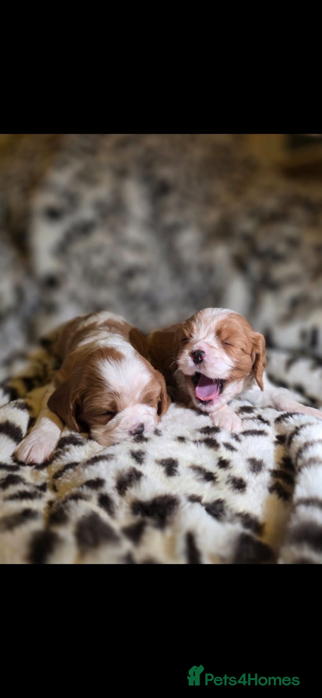 Cavalier King Charles Spaniel dogs for sale: 💫CKC STUNNING PUPPIES HEALTH TESTED 💫 - Advert 12