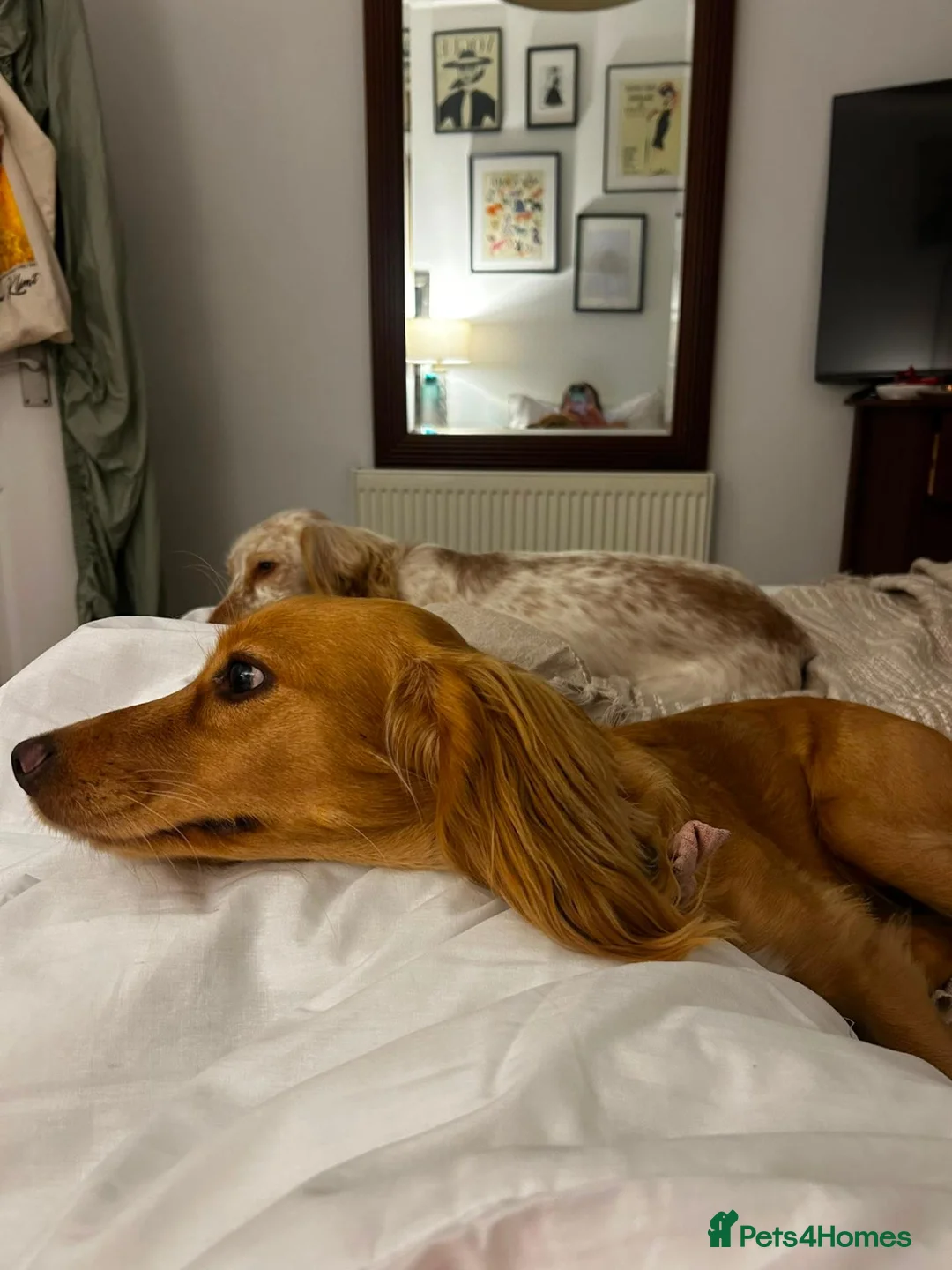 Mixed Breed dogs for sale: Evie  in Caterham - Advert 2