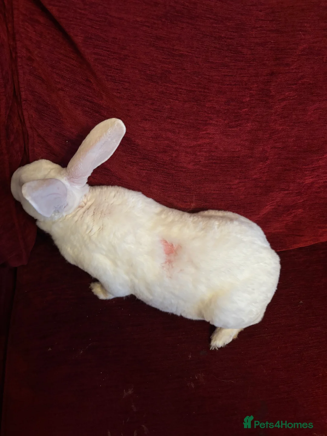 Mixed Breed rabbits for sale: Free rabbit - Advert 5