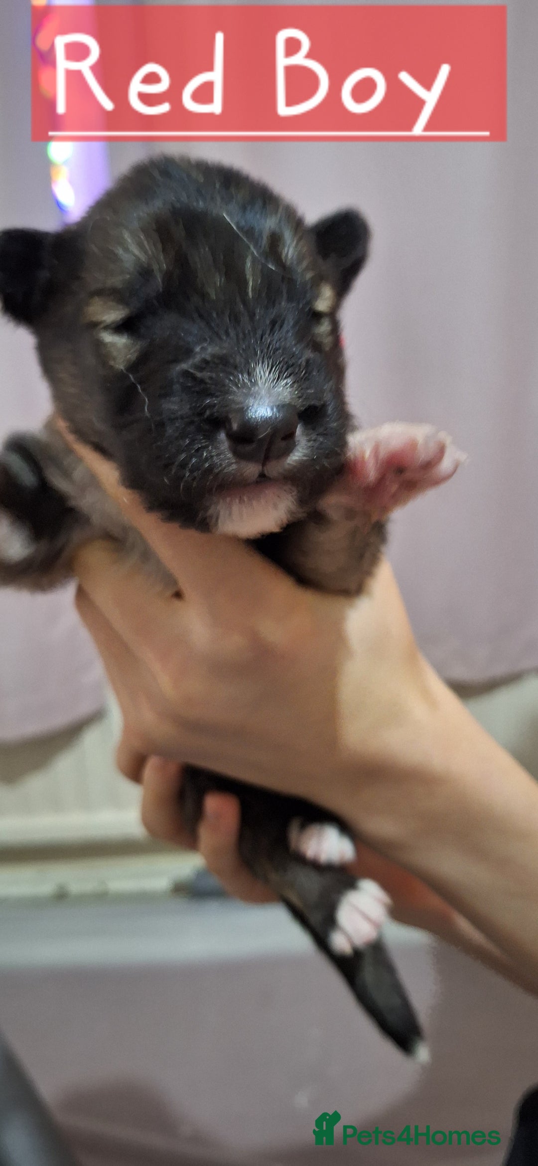 Mixed Breed dogs for sale: 10 Alaskan Shepherd puppies for sale - Advert 10