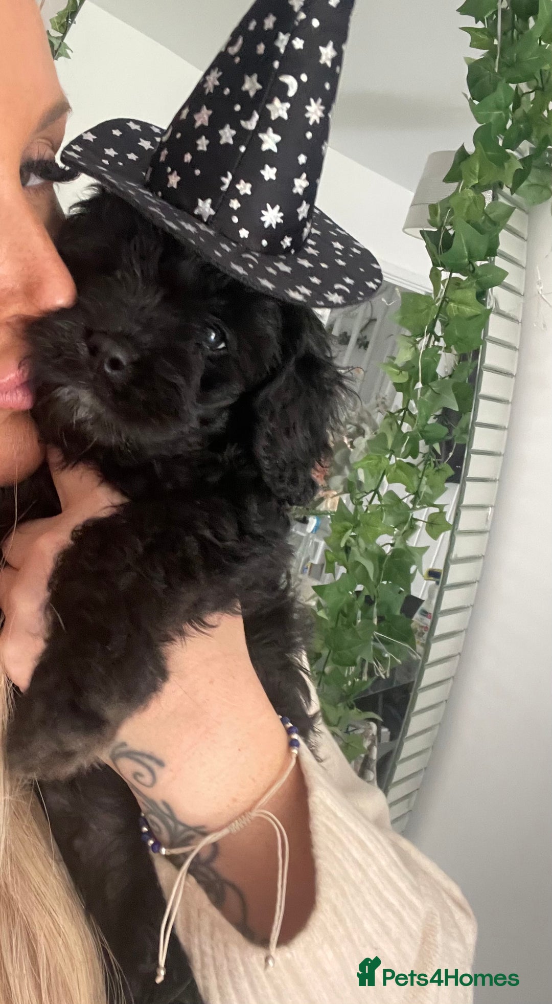 Cavapoo dogs for sale: BEAUTIFUL Toy Cavapoos! - Image 3