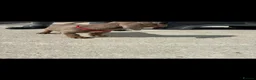 Miniature Dachshund dogs for sale: Kc Mini dachshund puppy’s  READY To LEAVE🐶🐶🐶 - Advert 2