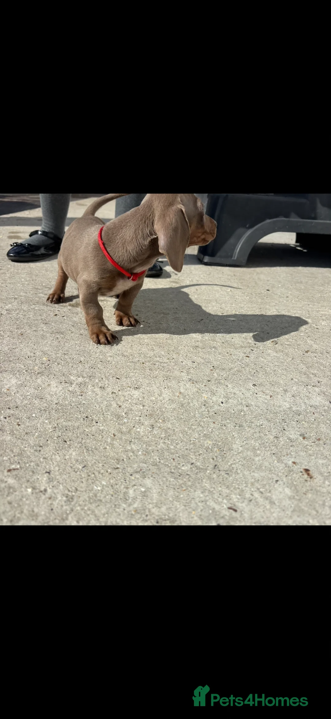 Miniature Dachshund dogs for sale: Kc Mini dachshund puppy’s  READY To LEAVE🐶🐶🐶 - Advert 2