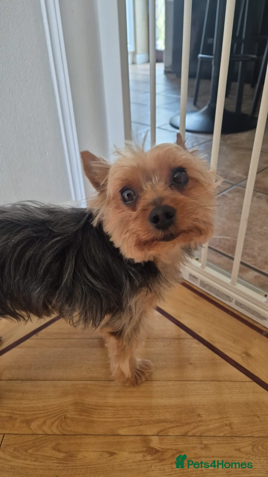 Yorkshire Terrier dogs for sale: Yorkshire Terrier - Advert 3