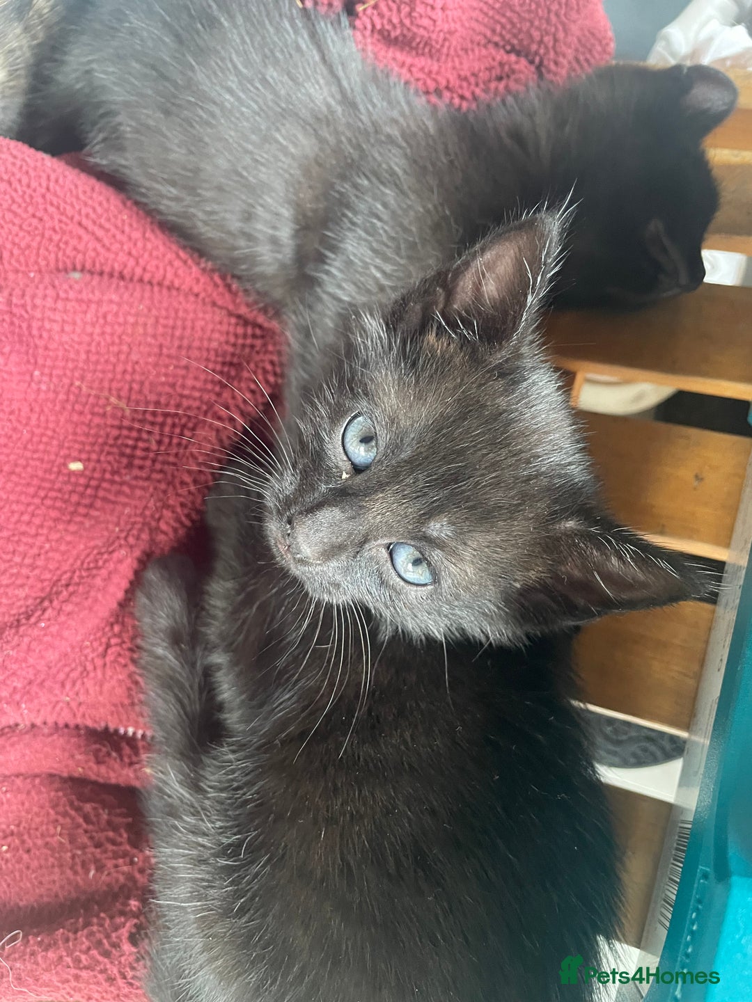Mixed Breed cats for sale: 4 beautiful mixed / BSH kittens  - Image 5