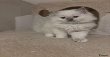 Ragdoll cats - Advert 15