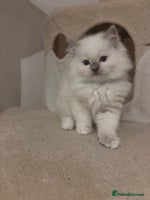 Ragdoll cats - Advert 15