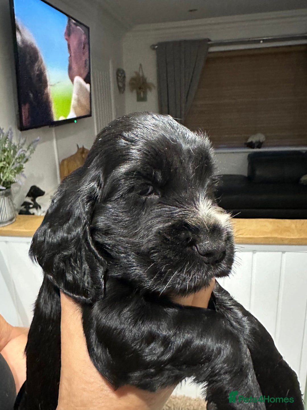 Cocker Spaniel dogs for sale: Pedigree Show Cocker Spaniel - Image 2