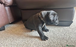 Mixed Breed dogs for sale: Four cane Corso and staff bullterrier mix.  - Image 10