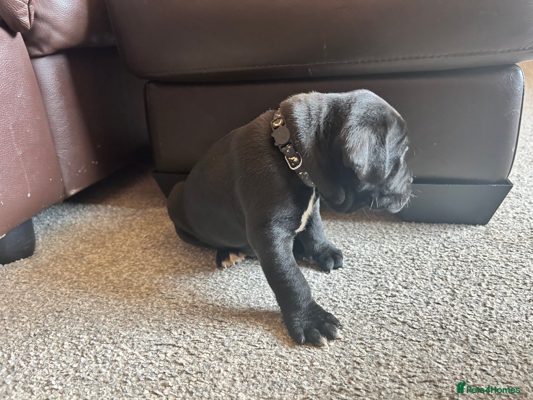 Mixed Breed dogs for sale: Four cane Corso and staff bullterrier mix.  - Image 10