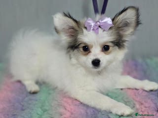 Mixed Breed dogs Papitese puppy girl - Advert 11
