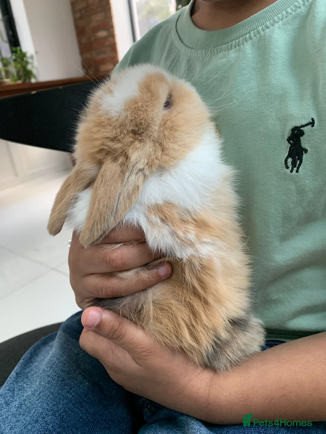 Mini Lop rabbits for sale: 2 Mini Lop Bucks ready to g - Advert 1