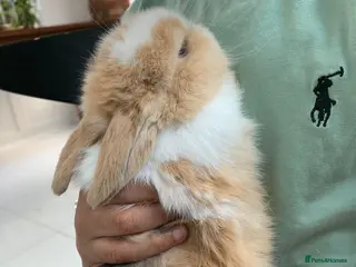 Mini Lop rabbits 2 Mini Lop Bucks ready to g - Advert 14