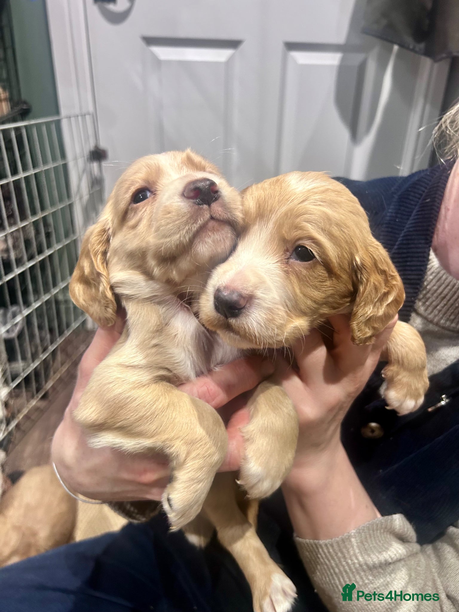 Cocker Spaniel dogs Beautiful Family Red and Lemon Cocker Spaniel Pups - Advert 2